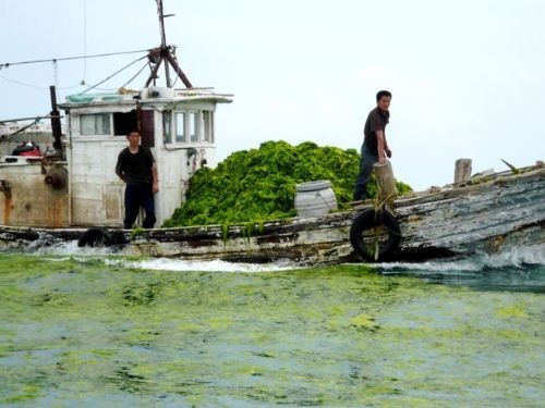 China is going green - 2008 Traing Camp Qingdao China June 2008 © Australian Sailing Team http://www.australiansailingteam.com.au